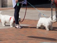 Wer war zuerst da, Puppy oder die West Highland Terrier. Sie fallen wirklich auf im Strassenbild.